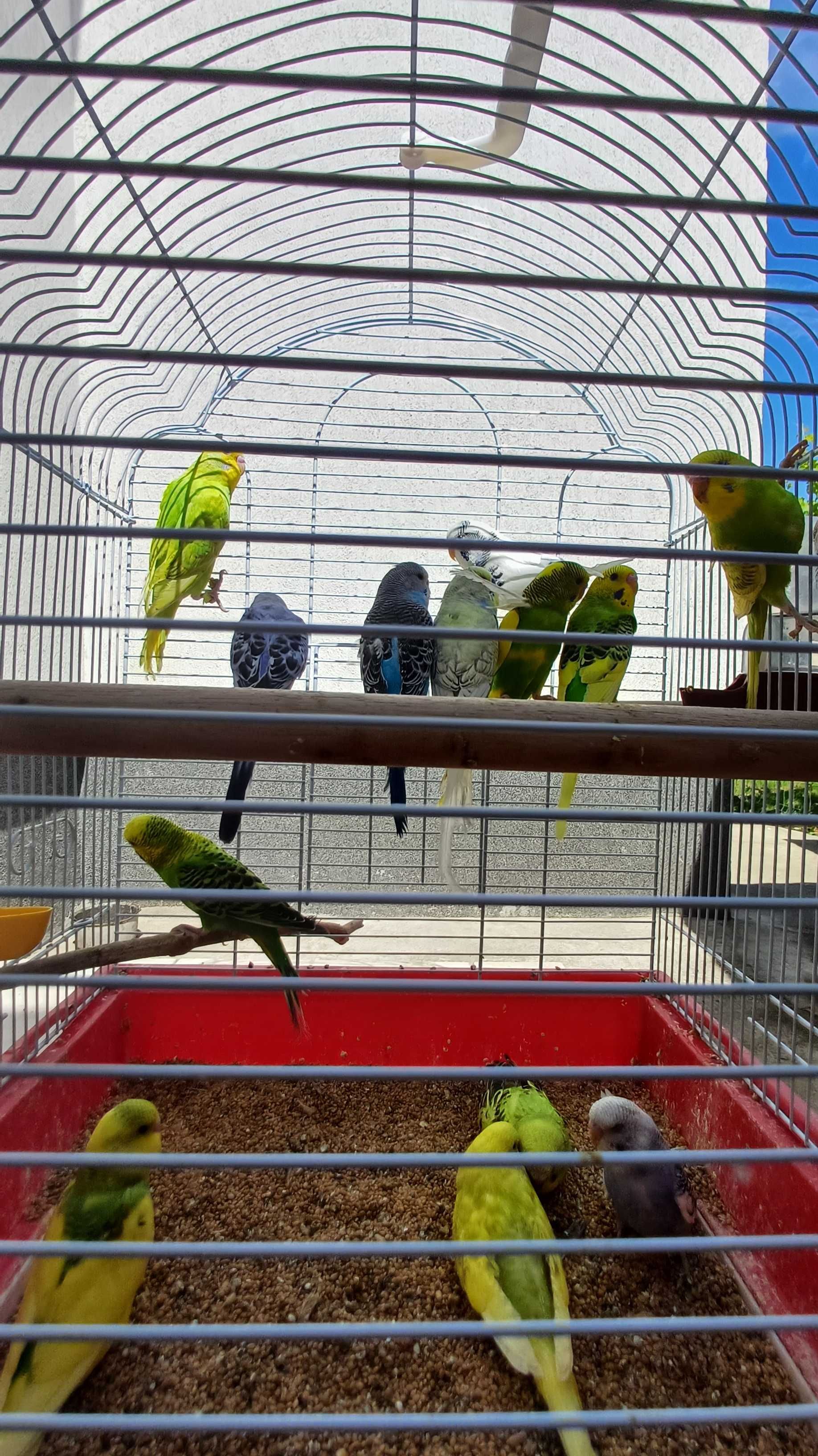 Vand papagali agapornis, peruși