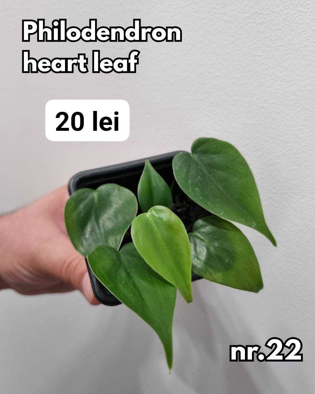 Plante interior, inradacinate Monstera, Pilea, Philodendron & altele
