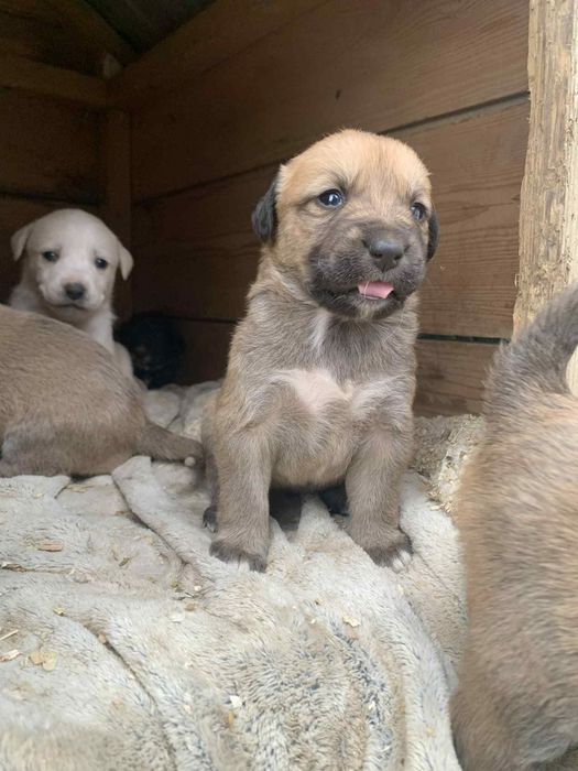 Spre adopție cățeluși patru saptamani