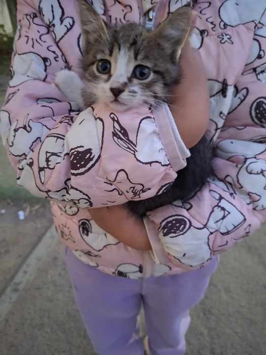 Отдам в добрые руки котенка