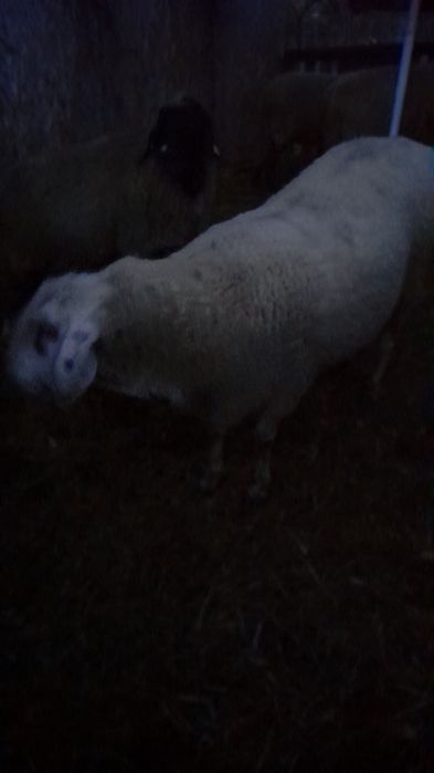 Vand berbec bergamasca