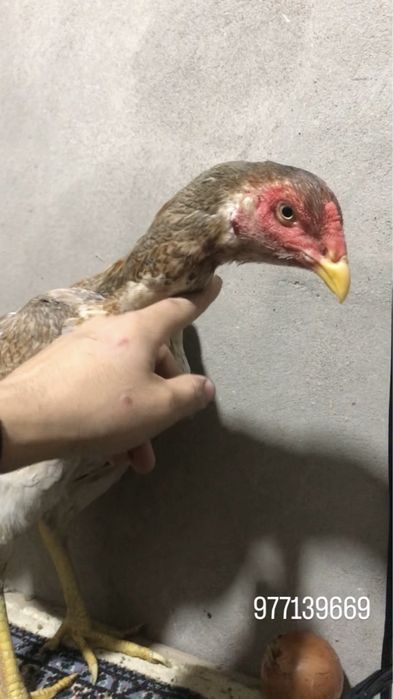 Kars tovuq sotuvda tozza tuxumda tovuq