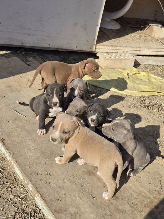 Продаются щенки питбуля