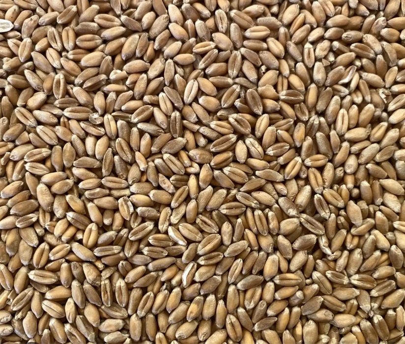 Vand grau recolta 2025