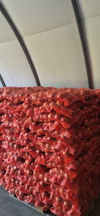 Vand Ceapa En Gros 250 to, Hibrid LEGEND F1