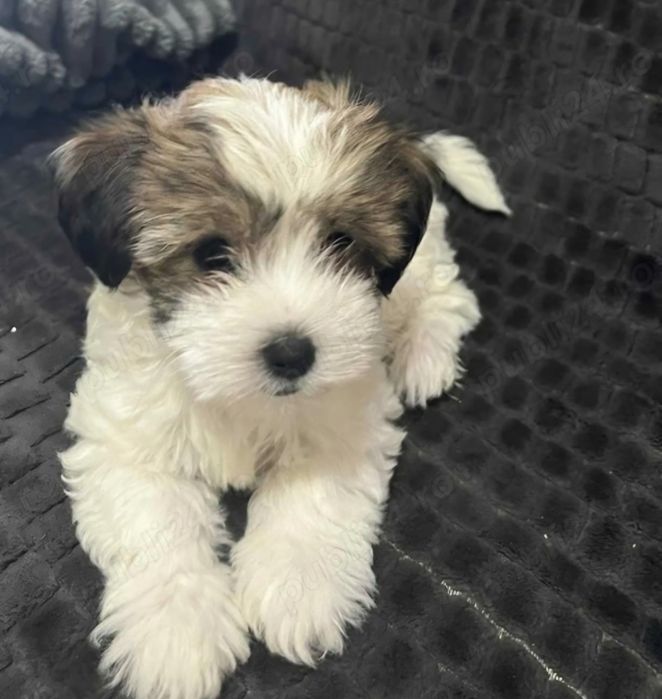 Bichon  havanez  fetiță