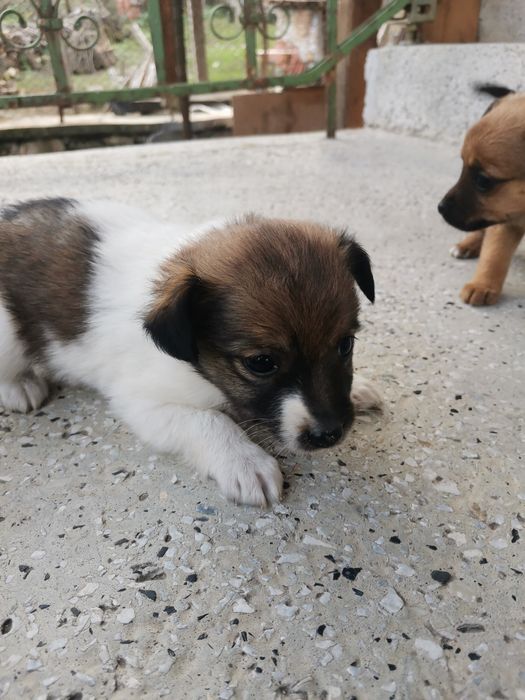 Подарявам кученца