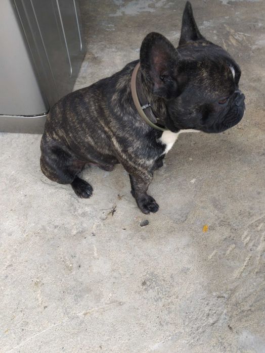 Мъжки Френски Булдог