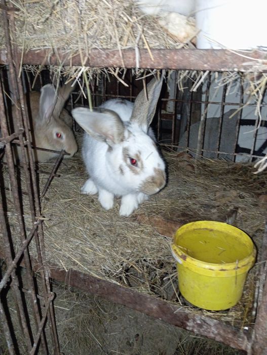 Продаю рабочий самец.