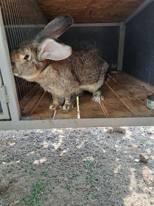 Iepuri Uriași German