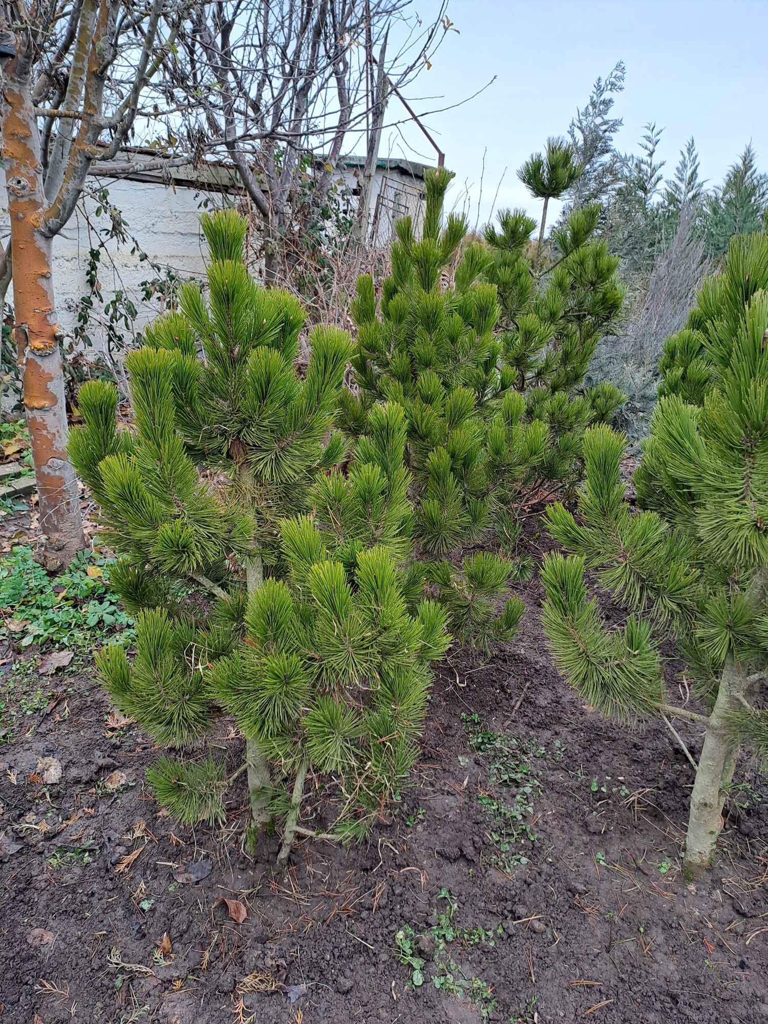 Plante ornamentale