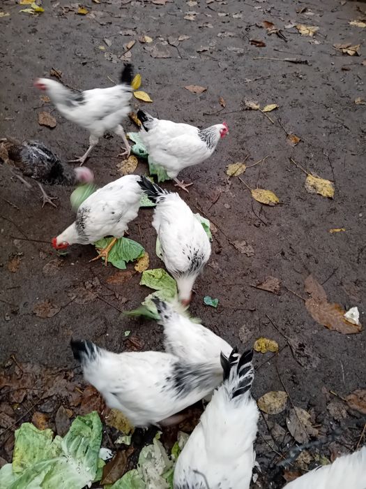 Продавам петлета светъл съсекс