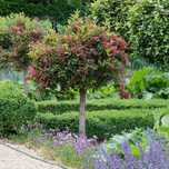 Weigela All Summer Monet Tip Copac
