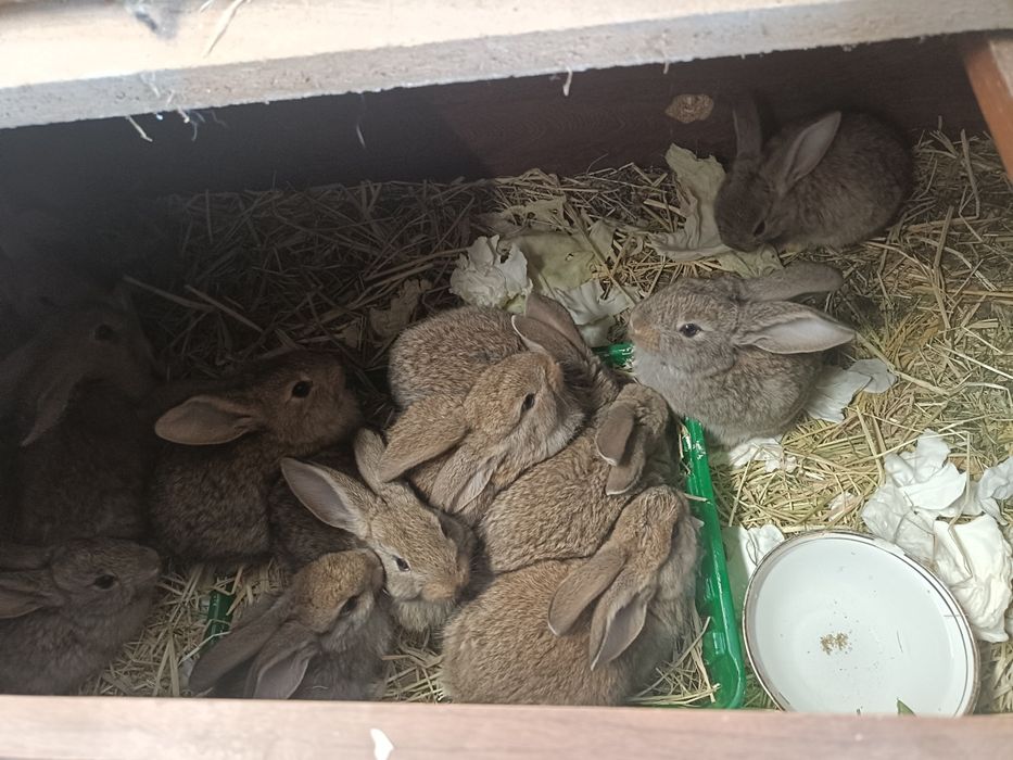 Quyon bolalari sotiladi