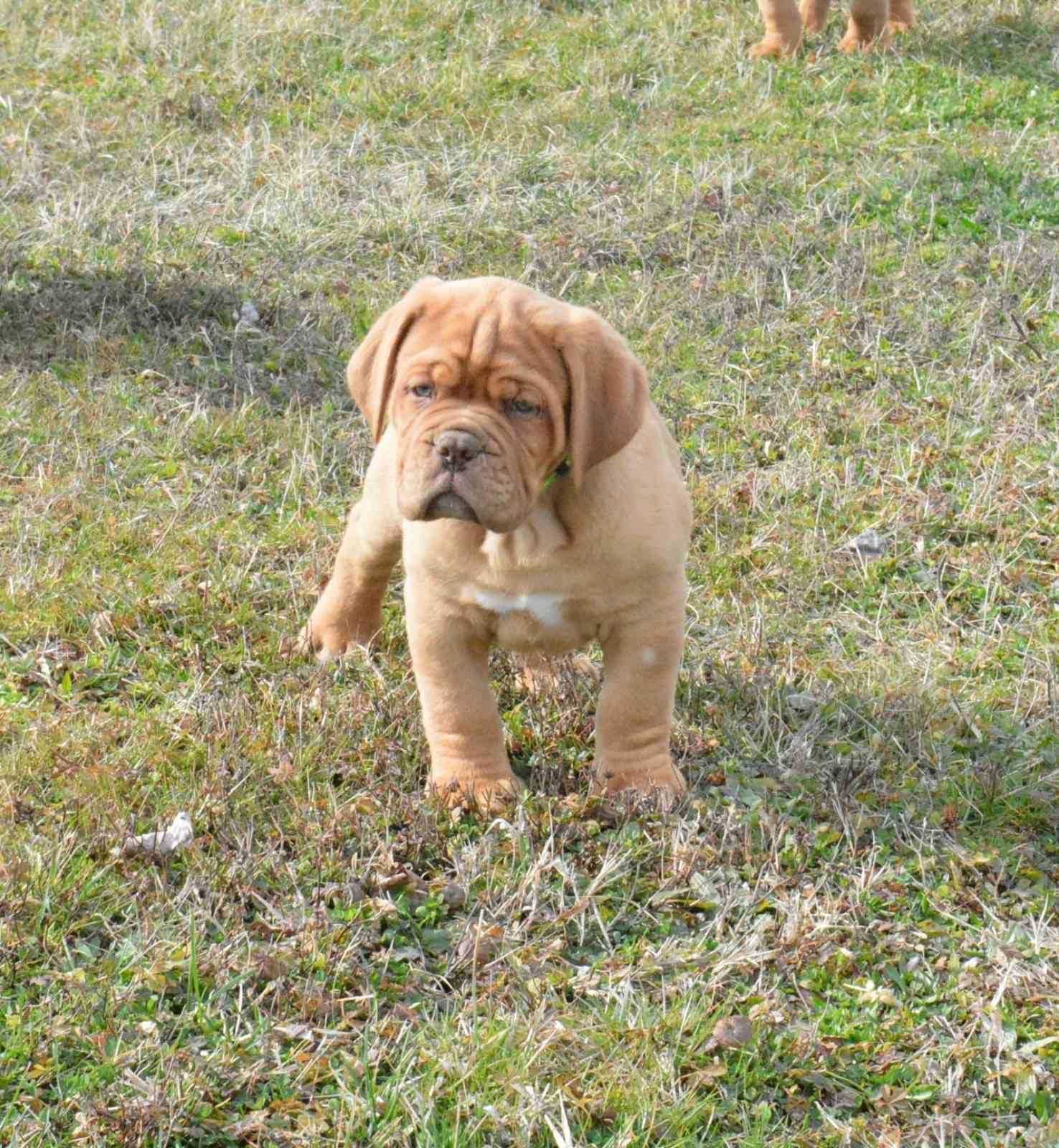 Pui rasa Dog de Bordeaux