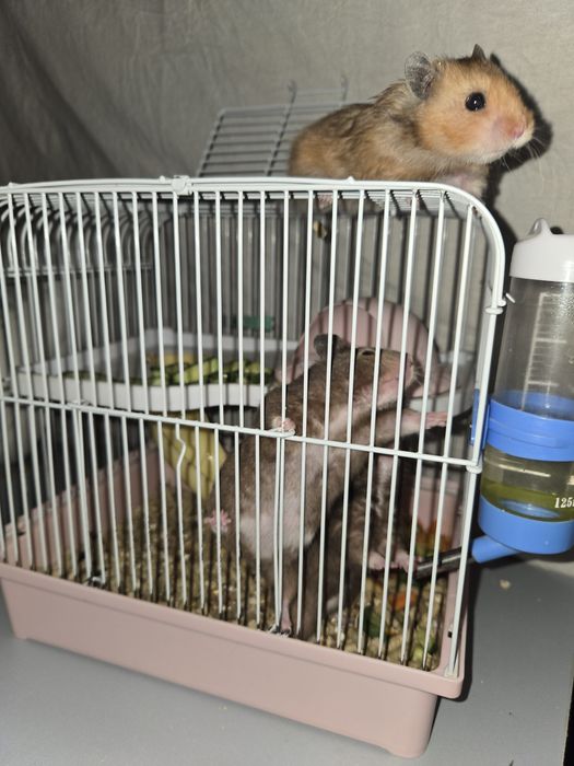 Сирийский хомяки с клеткой