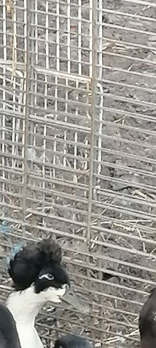 Rate motate talie mare