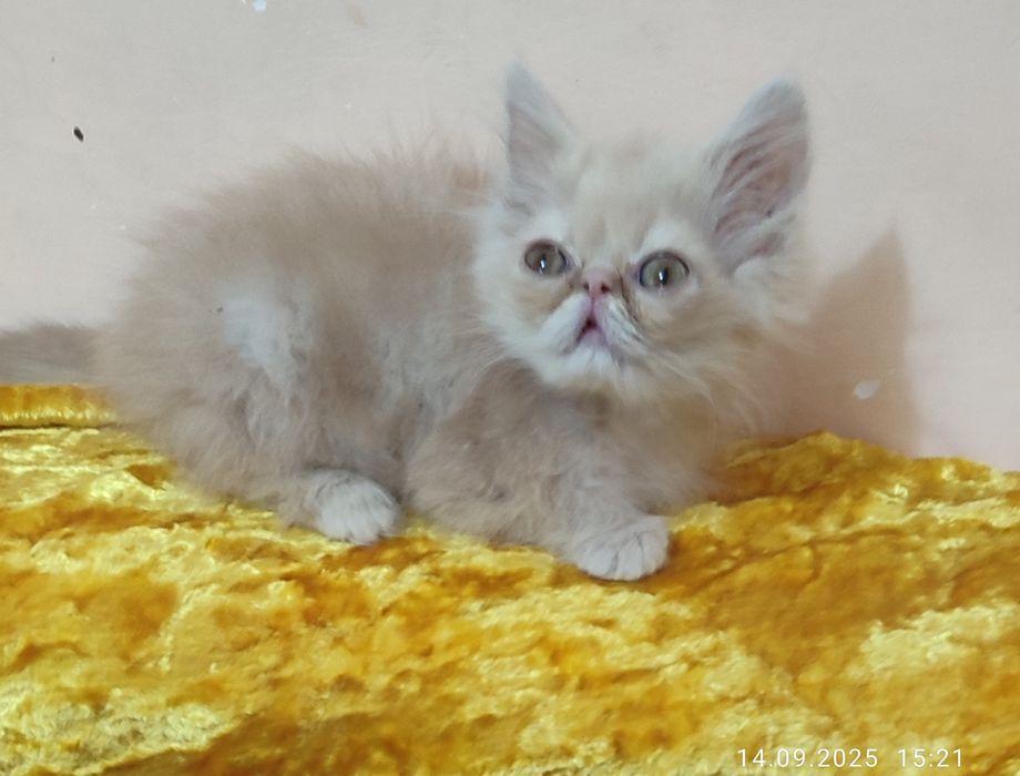 Срочно продается котенок
