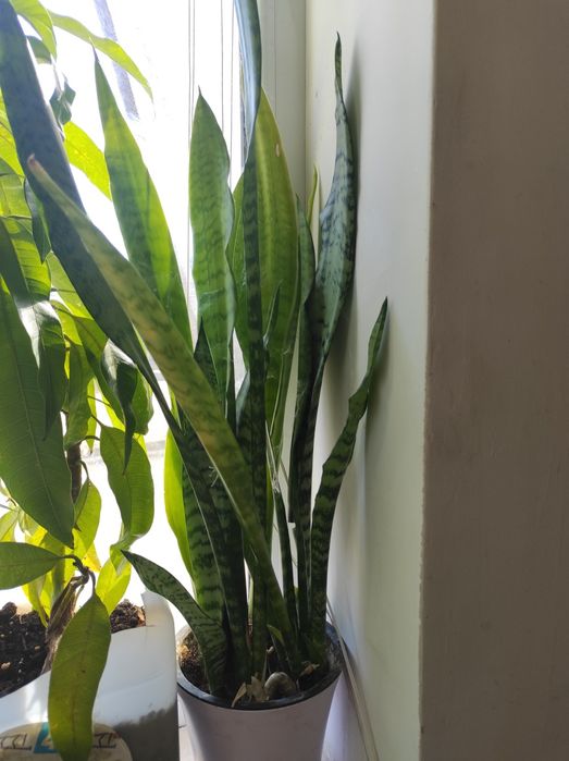 Цветя. Алое,саби,индрише и манго. Драконова бегон деия.