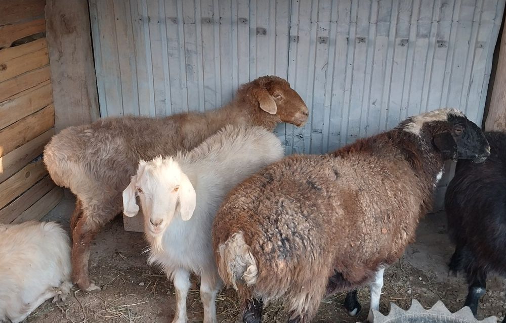 Қой, ешкілер сатылады.