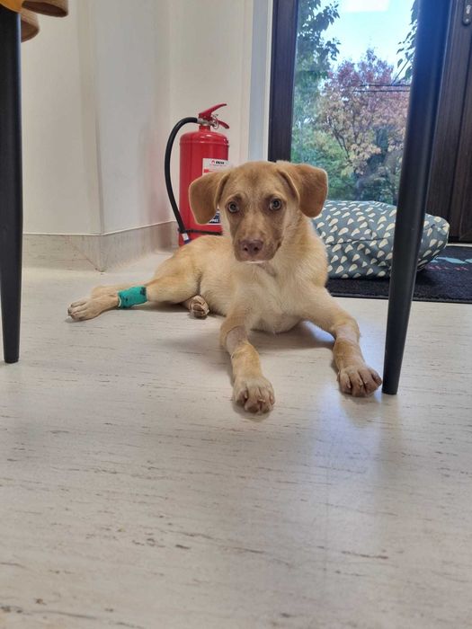 Adopta-l pe SCOOBY DOO – micul erou care a invins moartea!