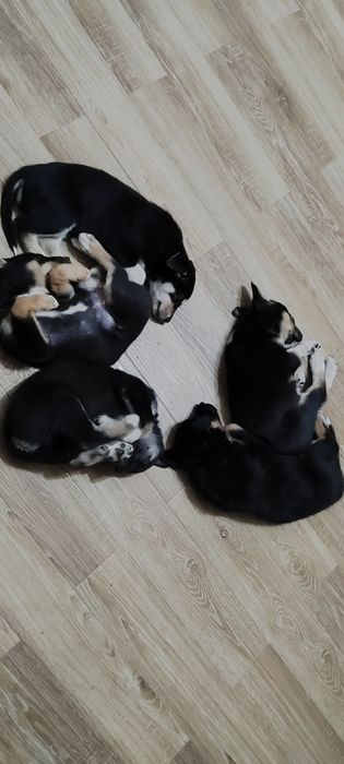 Восточно европейская овчарка, щенки