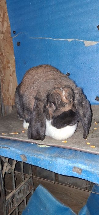 Iepuri berbec German jud Buzau deparazitati si vaccinati femele si mas