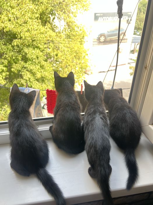 Отдам даром котяь