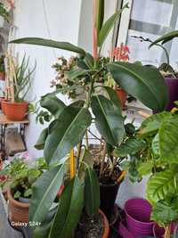 Vând plantă ficus , are 65 cm înălțime , viguroasă .