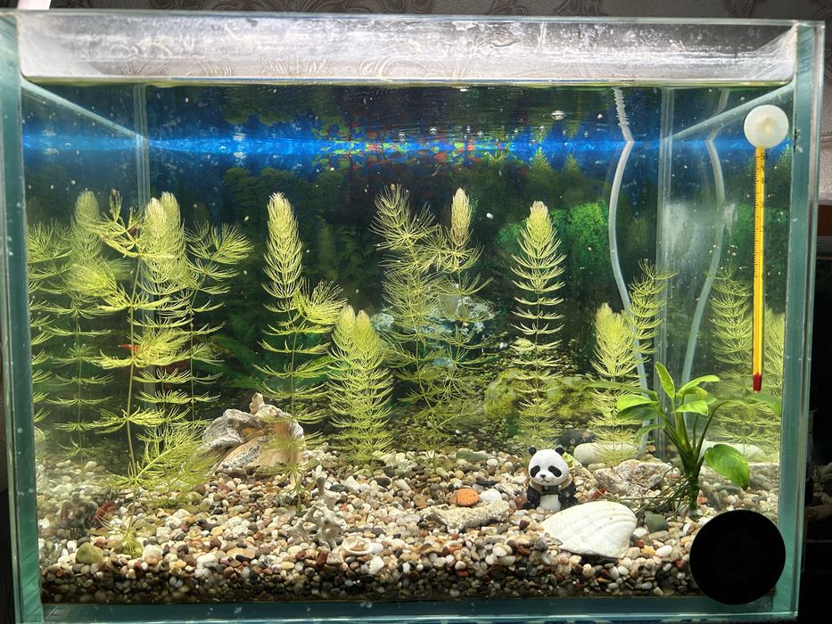 Креветки для аквариума 1 см – размножаются и чистят дно аквариума