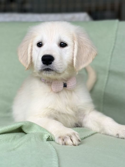 Продава се Голден Ретривър