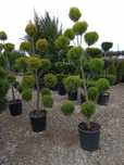 Garden Devis | Plante Ornamentale