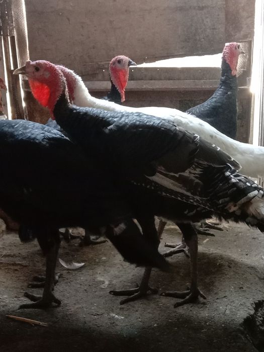 Продам Израильский индюков порода хорошая вес от 8 кг до 10  гигант