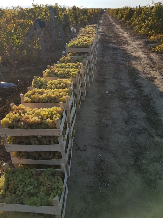 Struguri de vin livram azi în București