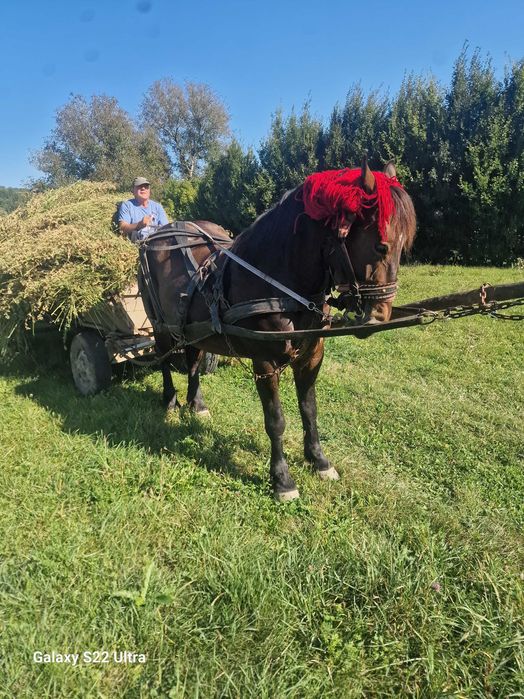 Manza 3.5 ani invatata la padure,toate muncile garantata.