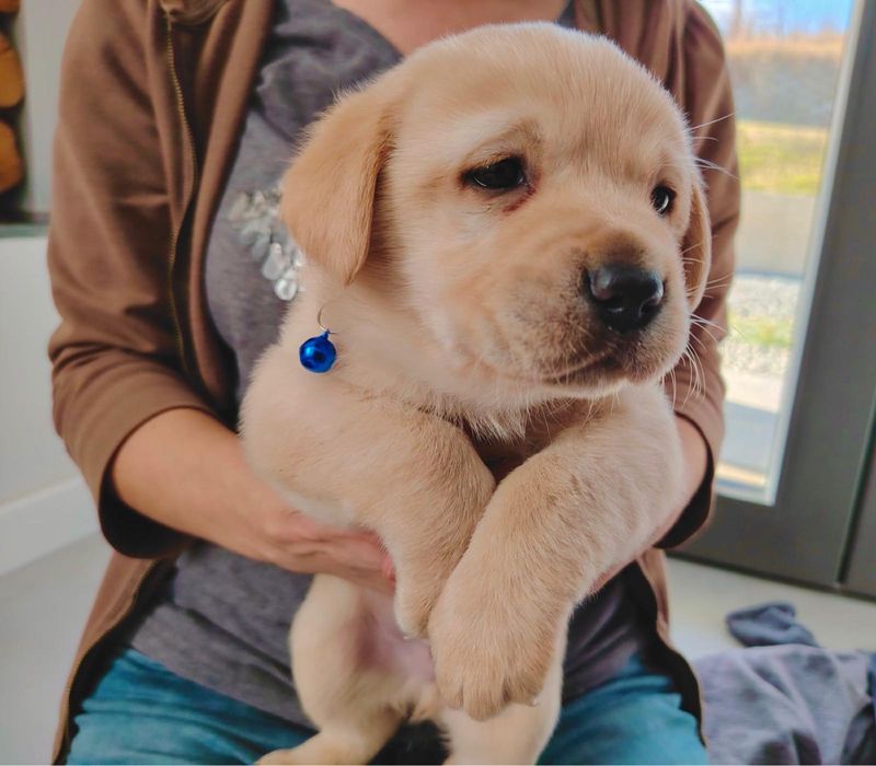 Pui Labrador Retriever cu Pedigree Tip A