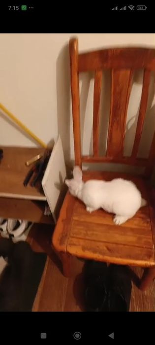 Продам декоративного крольченка