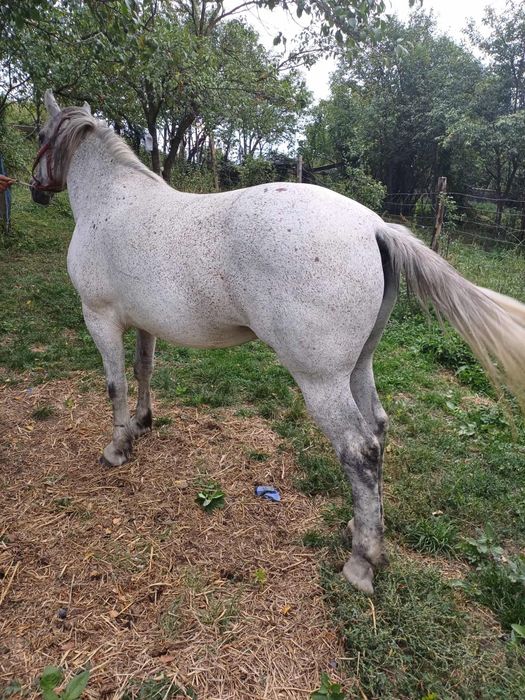 Ieapă de vânzare
