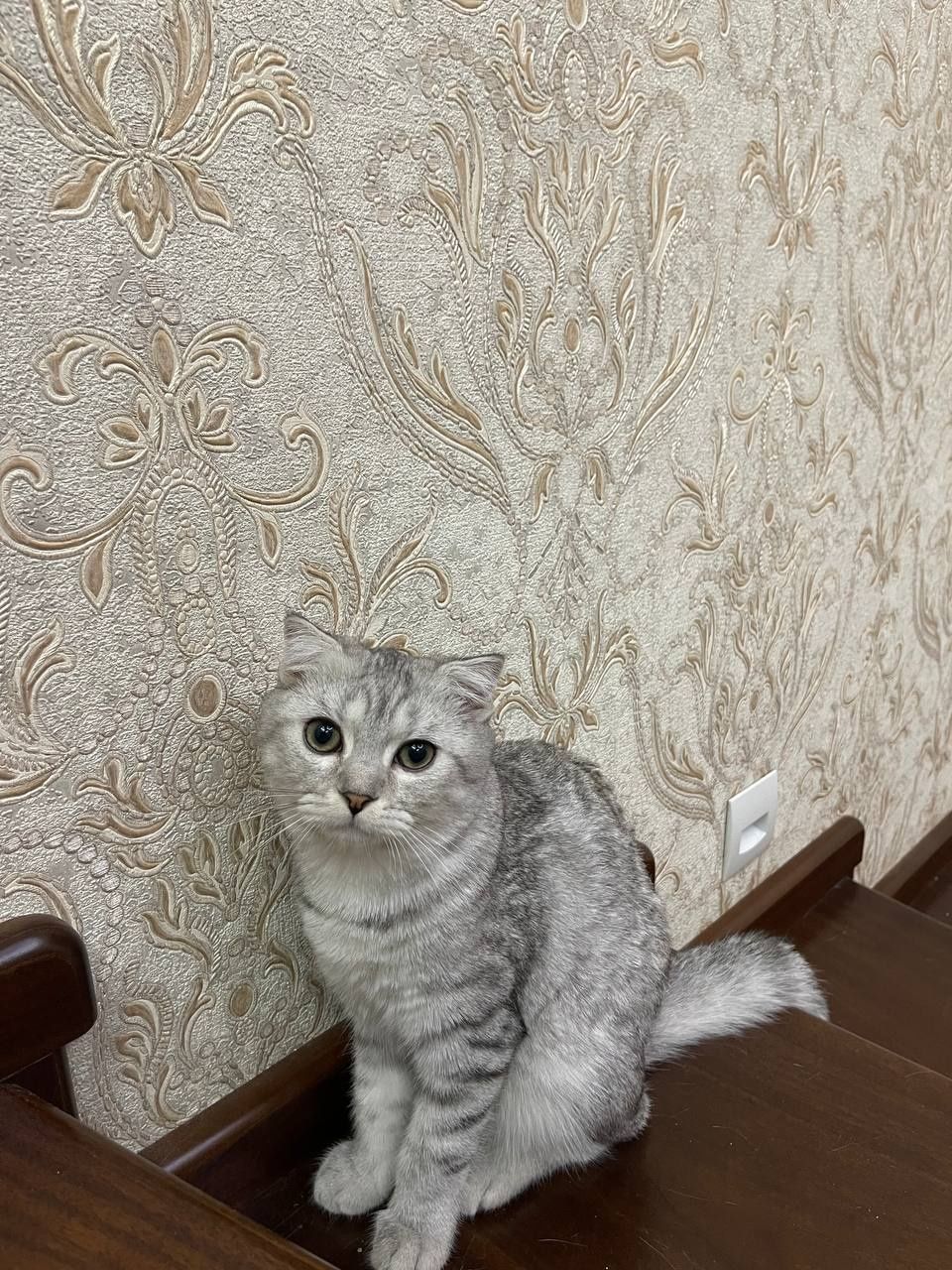 Продаются котята