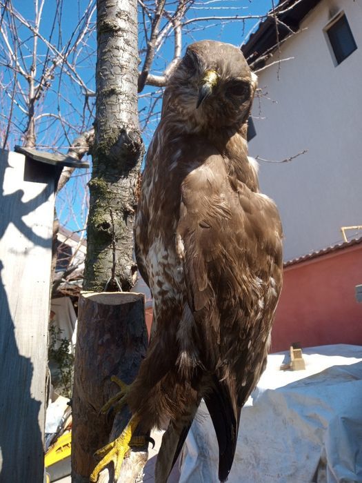 vând păsări împăiate