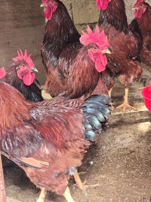 Rhod-Aylend Red (Rhode Island Red) zotiga mansub Xorozlar
