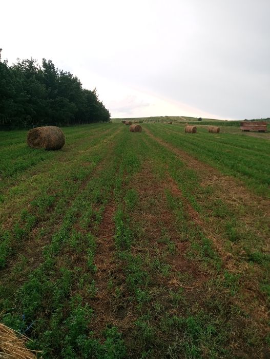 Vând baloți de lucernă coasa a doua