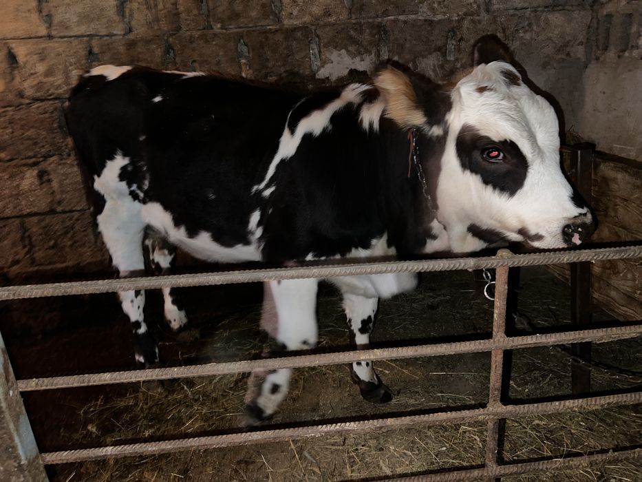 Vaca de vanzare si viteii