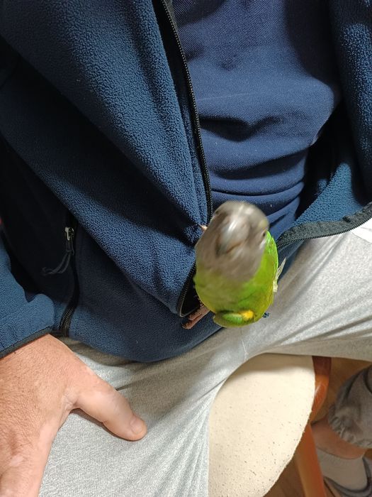 Vând papagal Senegal blând oferta