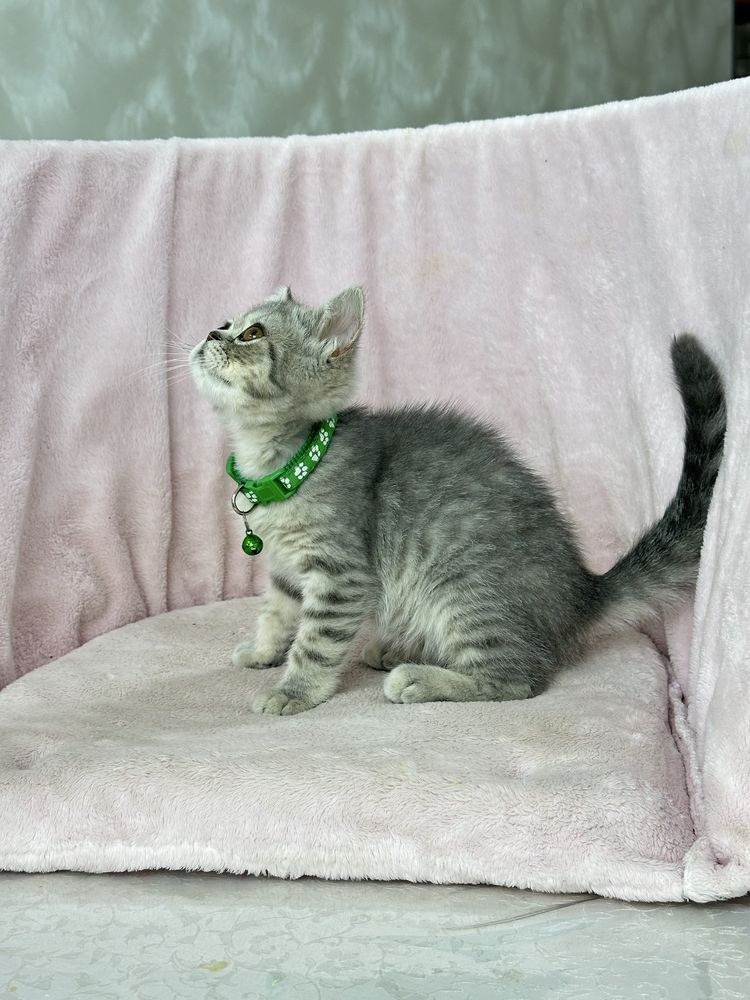 Котенок скоттиш страйт