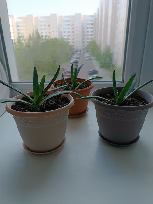 Продам домашние цветы алоэ и калонхоэ