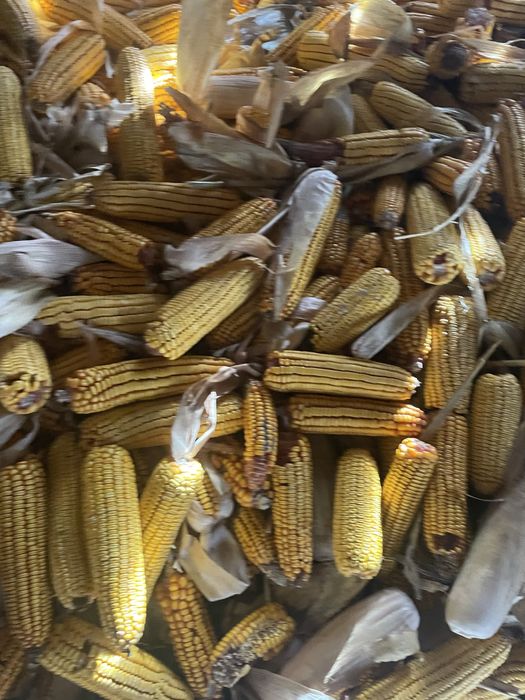 Vand Porumb stiulete