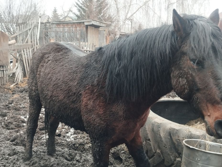 Продам жеребца на мясо