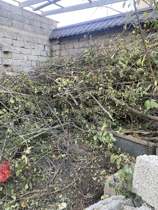 Дрова бесплатно