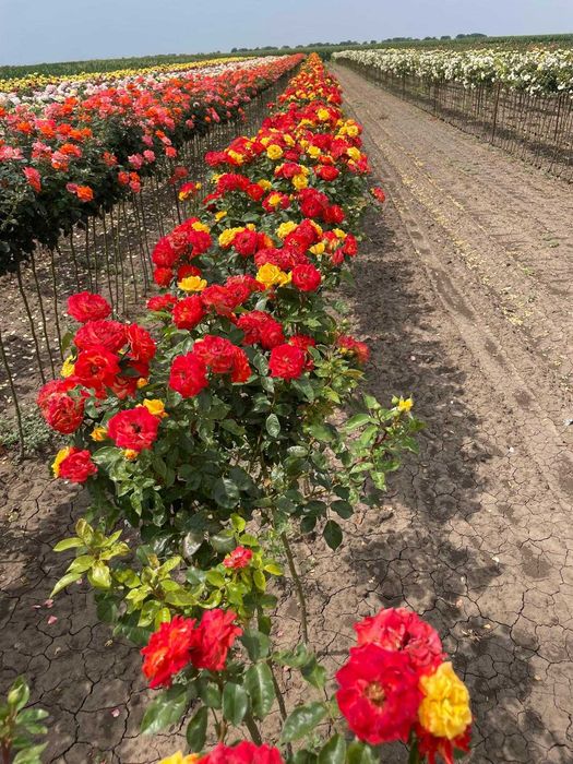 Plante ornamentale și fructiferi – Transformă-ți grădina cu noi!